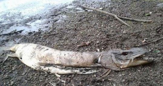 英国湖边惊现水怪尸体-八凡集