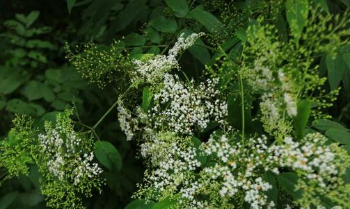 冰河世纪残存的植物,堪称植物大熊猫-八凡集