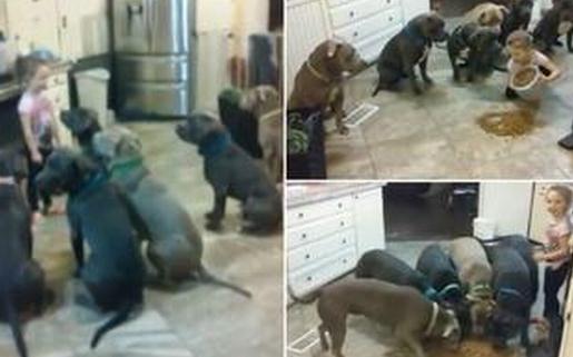 国外4岁女童徒手喂食6只巨型斗牛犬,面无惧色-八凡集