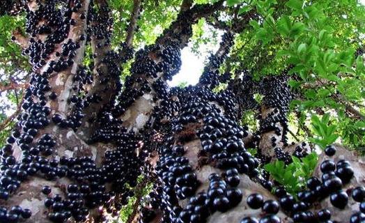 地球上仅存的8个来自“外星球”的森林-八凡集