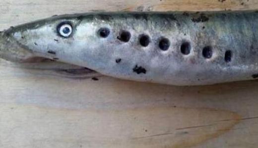 僵尸鱼现英国河道，学名七鳃鳗-八凡集