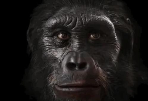 人类的长相进化，竟然是为了抗挨打-八凡集