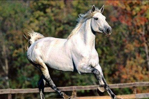 最纯正的汗血宝马,价值上千万美元-八凡集