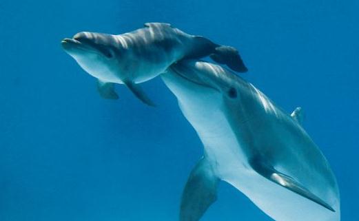 动物们的“超能力”-八凡集