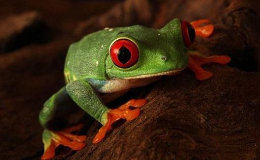 世界10大最致命生物，你认识吗？-八凡集