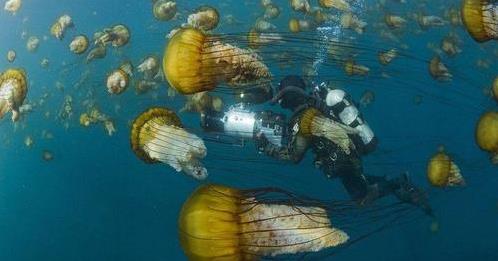 马里亚纳海沟恐怖 曾潜入海底研究员不敢再去这海域-八凡集