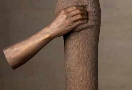 世界上最孤独的手 握了半个世纪树干 游客却说太残忍-八凡集