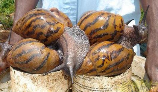 非洲巨大蜗牛,危险指数爆表