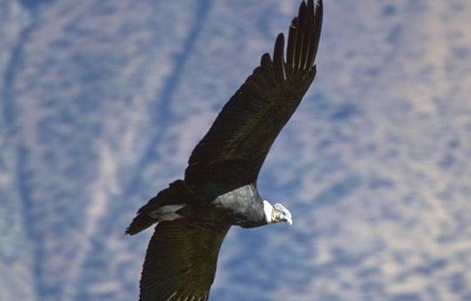 安第斯神鹰的象征-八凡集