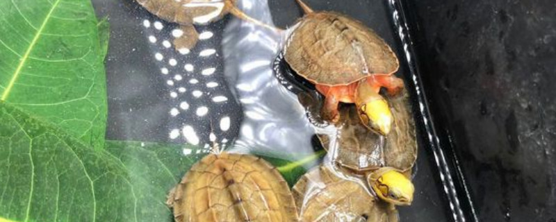 金钱龟吃什么食物