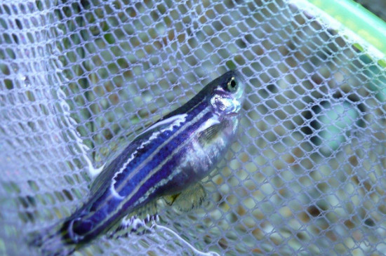 斑马鱼怎么繁殖-八凡集