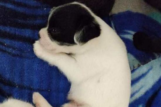 狗抽搐过一会就没事了-八凡集