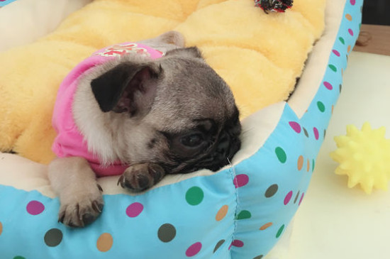 巴哥犬刚开始养就后悔-八凡集