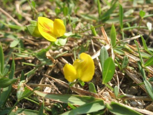 丁癸草的功效与作用及禁忌-八凡集