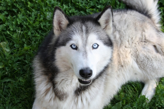 哈士奇和狼的区别-八凡集