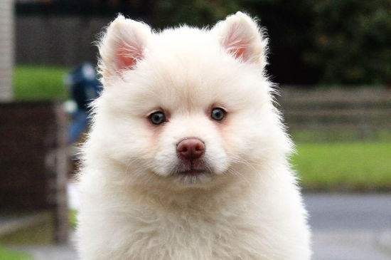 狗不能吃的东西-八凡集