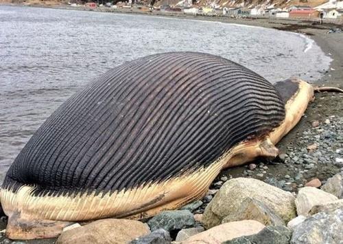 鲸鱼尸爆（鲸鱼为什么会尸爆）-八凡集
