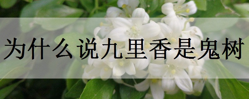 为什么说九里香是鬼树-八凡集