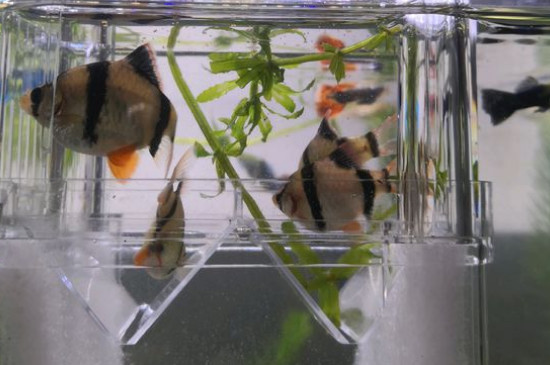 虎皮鱼能和什么鱼混养-八凡集