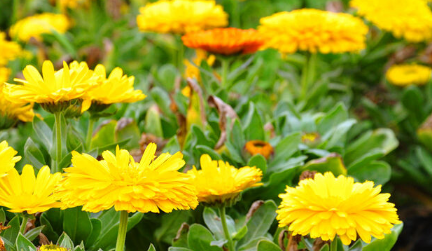 上坟用菊花一般用几朵 清明祭祀的时候应该注意-八凡集