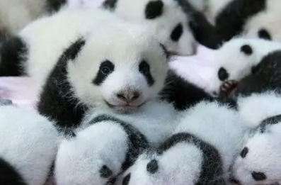 熊猫的特点和生活特征