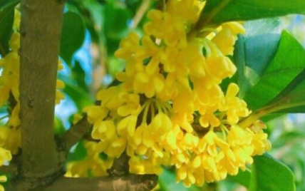 闻到桂花香的心情说说 桂花香的唯美句子