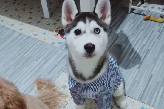 狗怕冷吗-八凡集