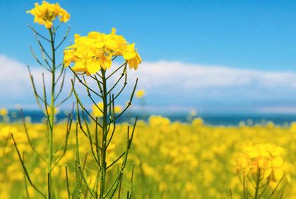 血浓于水的亲情感慨 表达血浓于水的语句-八凡集