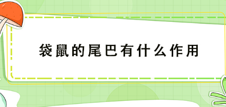 袋鼠的尾巴有什么作用-八凡集