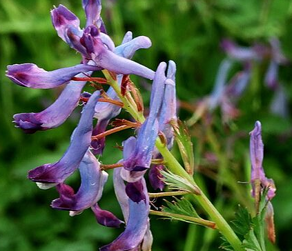 杜鹃兰的功效与作用及禁忌-八凡集