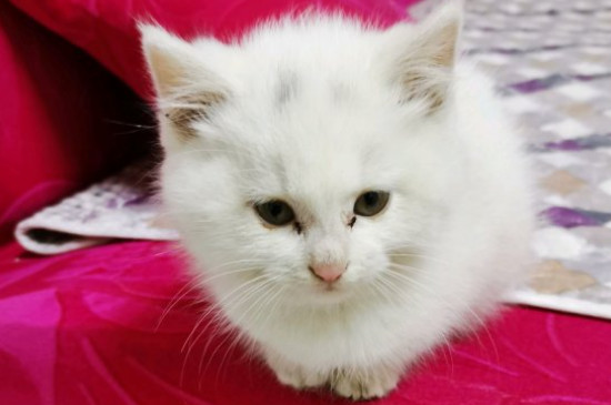 宠物猫怎么养-八凡集