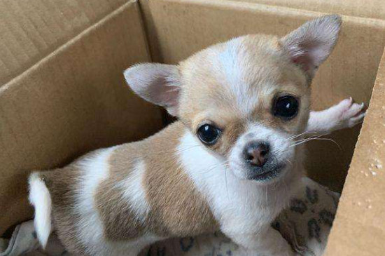 吉娃娃吃什么狗粮好-八凡集