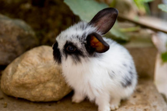 宠物兔子拉稀怎么办-八凡集