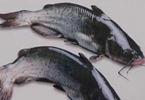 中国最昂贵十大名鱼 中国最贵的十种淡水鱼-八凡集