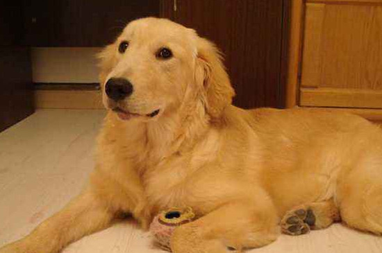 金毛掉毛吗-八凡集