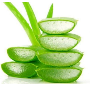 芦荟灌肤的好处与副作用-八凡集