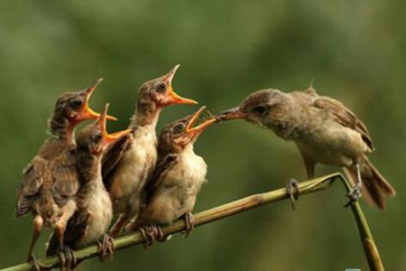 关于母爱的诗句或名言有哪些 赞颂母亲的经典名言