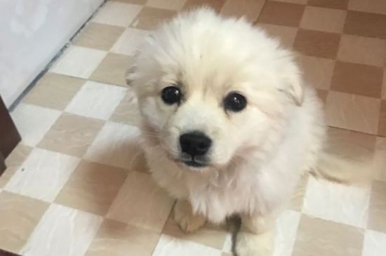 狗狗呼吸急促是怎么回事-八凡集