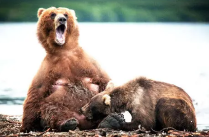 为什么被熊吃最痛苦(熊吃人为什么专咬脸)-八凡集