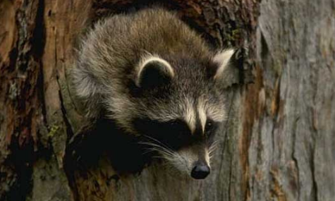 狗獾子是几级保护动物-八凡集