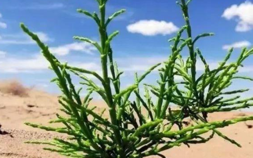 梭梭树读jun还是suo(梭梭树是一种什么树木)