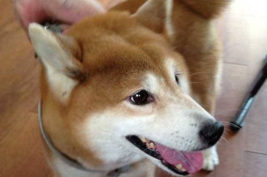 狗的寿命是多少年-八凡集