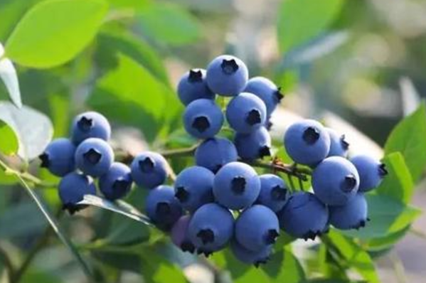 蓝莓是什么季节的水果-八凡集