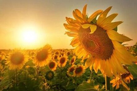 向日葵花语是什么 不同数目向日葵代表什么寓意-八凡集