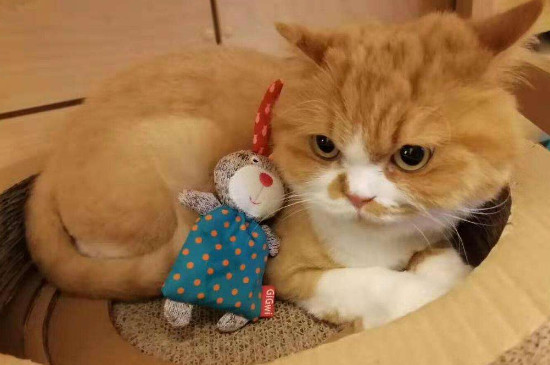 串串猫是什么品种-八凡集