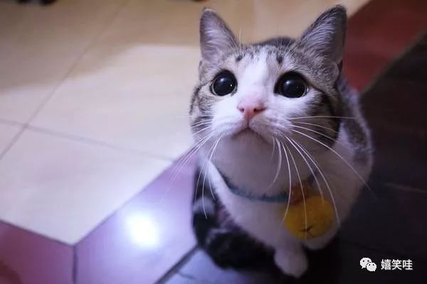 学生党最适合养的宠物-八凡集