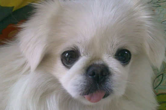 给宠物狗起名字-八凡集