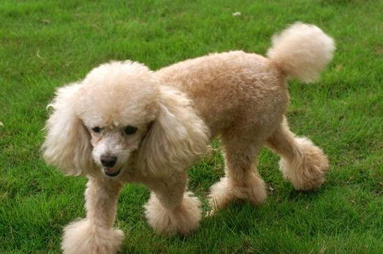 贵宾犬好养吗-八凡集