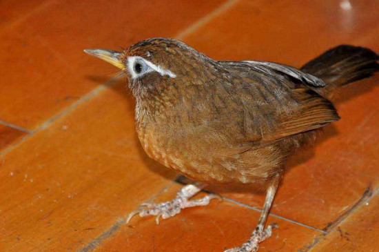 画眉鸟怎么饲养