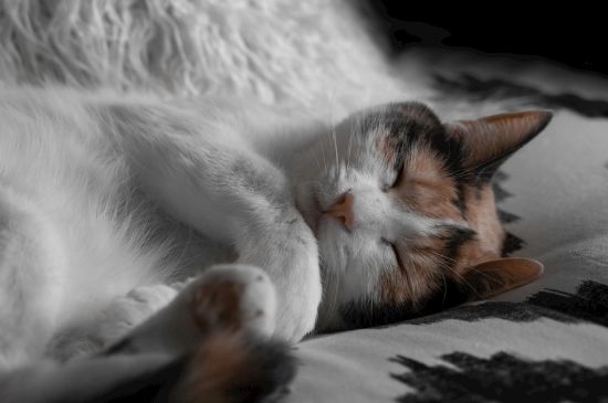 公猫做完绝育后表现-八凡集